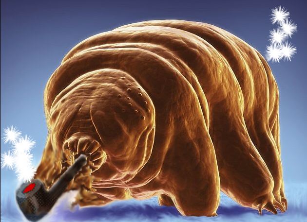 tardigrade